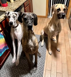 GreatDanes